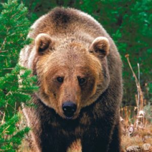 Majestatyczny Niedźwiedź Grizzly
