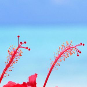 Żywe Czerwone Kwiaty Hibiskusa