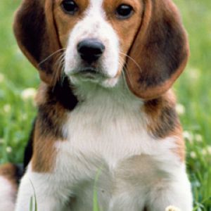 Uroczy Szczeniak Beagle