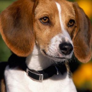 Uroczy Pies Beagle