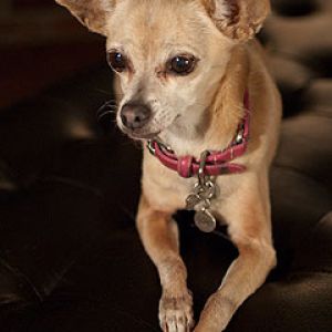 Uroczy Chihuahua