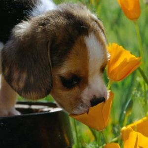 Uroczy Szczeniak Beagle w Kwiatach
