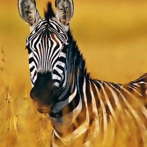 Majestatyczna Zebra w Złotej Trawie