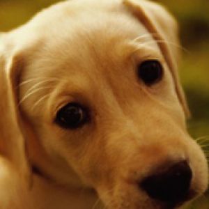 Uroczy Labrador Szczeniak