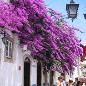 Ulica z Żywych Bougainvillea