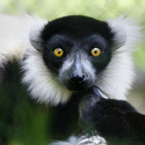 Lemur z Uderzającymi Oczami