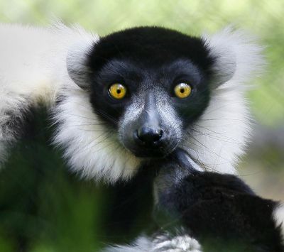 Lemur z Uderzającymi Oczami