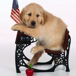 Słodki Szczeniak Golden Retriever