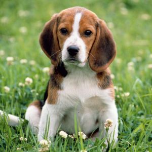Uroczy Szczeniak Beagle