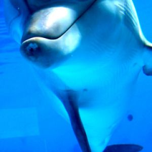 Uśmiechnięty delfin pod wodą