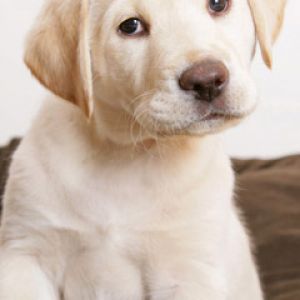 Uroczy Szczeniak Labrador