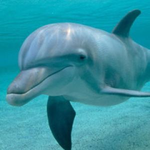 Zabawny Delfin Pod Wodą