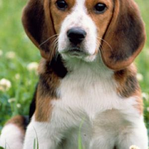 Uroczy Szczeniak Beagle