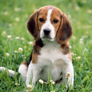 Uroczy Szczeniak Beagle
