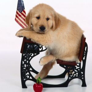 Słodki Szczeniak Golden Retriever