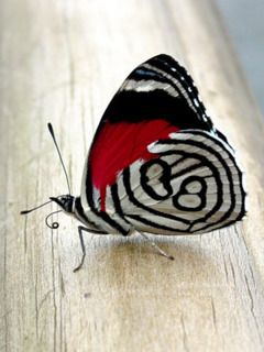 Kolorowy Motyl z Unikalnymi Wzorami
