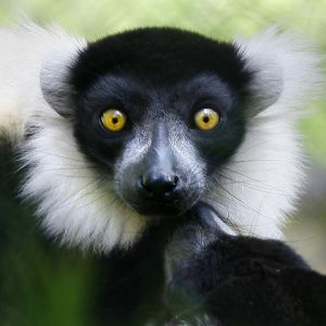 Lemur z Uderzającymi Oczami