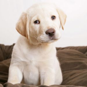 Uroczy Labrador Sztenię