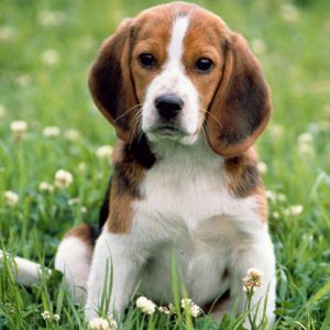Uroczy Szczeniak Beagle