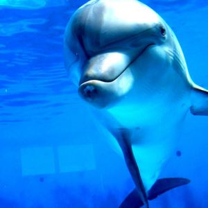 Zabawny Delfin Pod Wodą