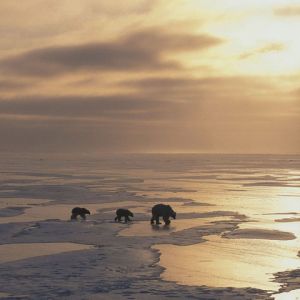 Niedźwiedzie Polarne o Zachodzie Słońca