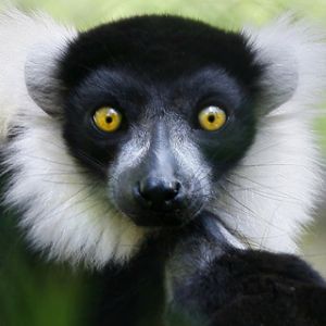 Lemur z Uderzającymi Oczami