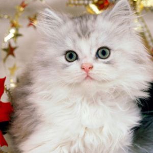 Urocze Świąteczne Kocię