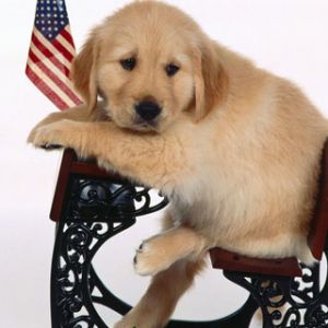 Słodki Szczeniak Golden Retriever