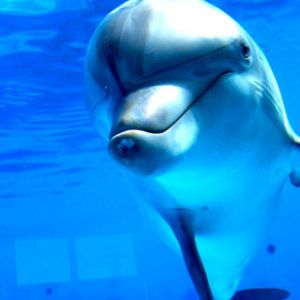 Zabawny Delfin Pod Wodą