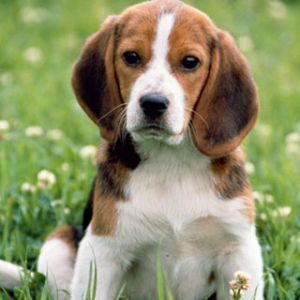 Uroczy Szczeniak Beagle