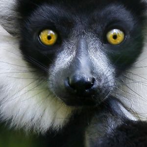 Lemur z Uderzającymi Żółtymi Oczami