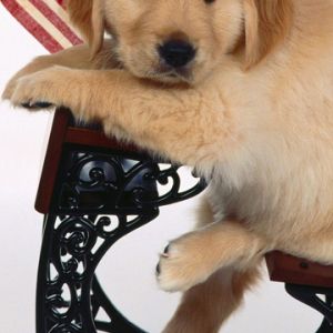 Słodki Szczeniak Golden Retriever