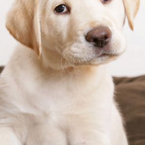 Uroczy Labrador Szczeniak