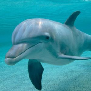 Zabawny Delfin Pod Wodą