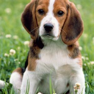 Uroczy Szczeniak Beagle