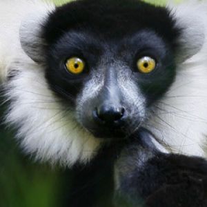 Lemur z Uderzającymi Oczami