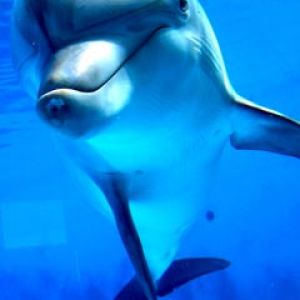 Uśmiechnięty delfin pod wodą