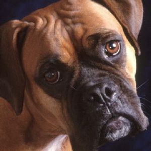 Portret Boxera