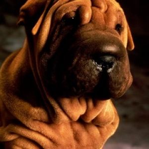 Uroczy Pies Shar Pei