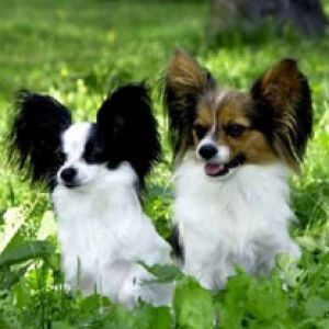 Urocze Psy Papillon