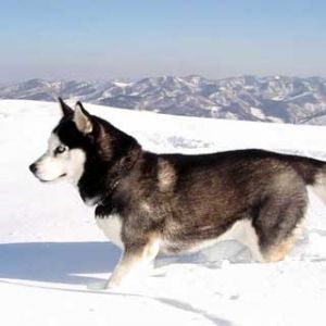 Siberian Husky w Śniegu