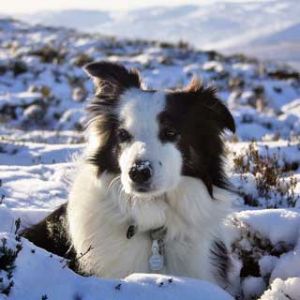 Border Collie w śniegu