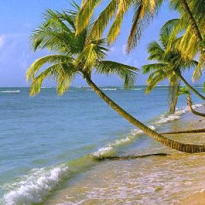 Tropikalna Plaża z Palmami