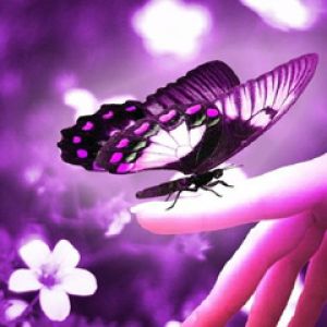 Fioletowy Motyl na Dłoni