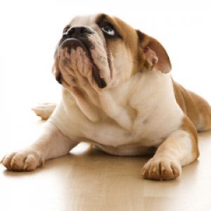 Uroczy Buldog Leżący