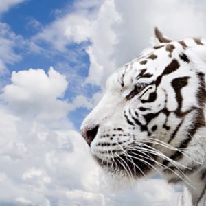 Profil Białego Tygrysa