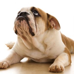 Uroczy Szczeniak Bulldog