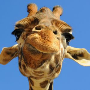 Giraffa Z Bliska