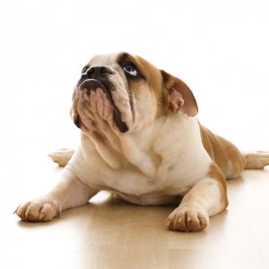 Uroczy buldog leżący