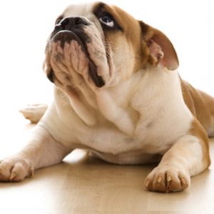 Uroczy Bulldog Odpoczywający